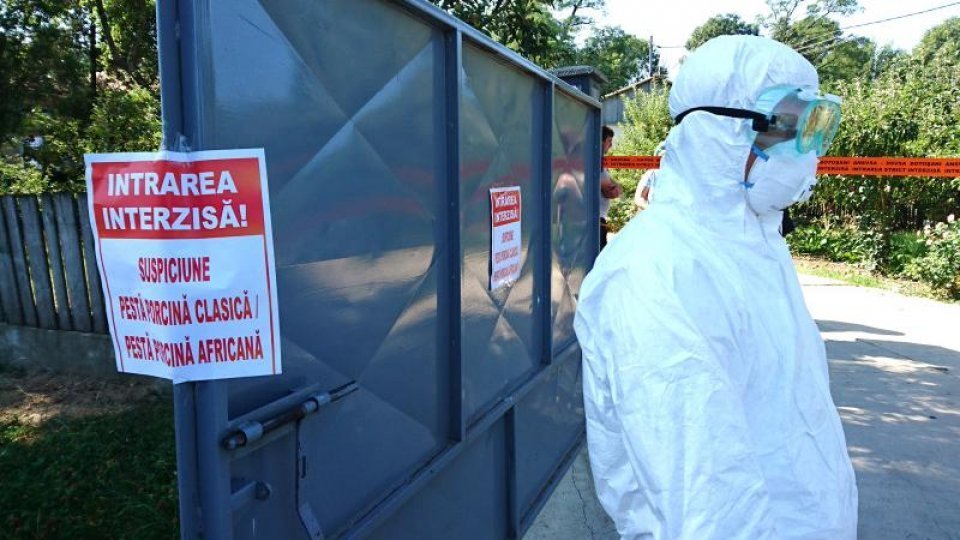 Două focare de pestă porcină africană