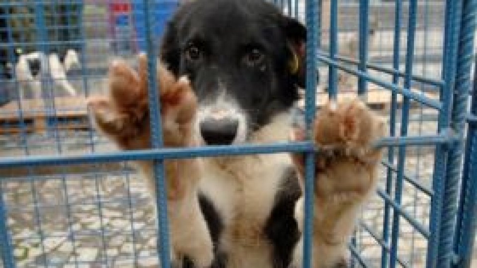 Bărbat, arestat preventiv, după ce a lovit în mod repetat un câine