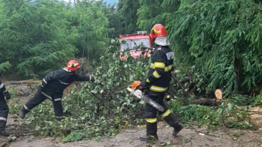 Copaci doborâţi de vijelii în Timiş, Bihor, Neamţ, Caraş-Severin