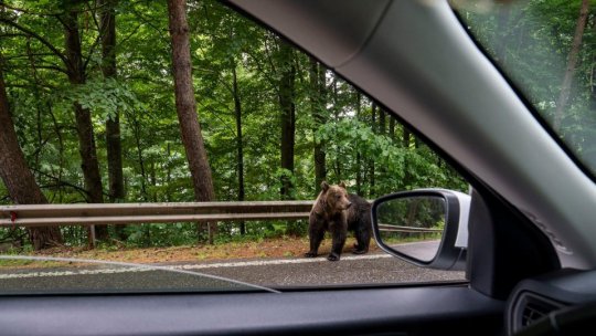 Motociclist străin, muşcat de un urs pe Transfăgărăşan