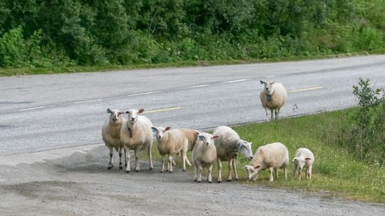 Accident rutier în județul Satu Mare: O șoferiță a intrat într-o turmă de oi