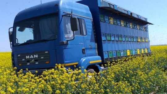 Aproape 40% din familiile de albine din România au fost pierdute în iarna trecută și în primăvară