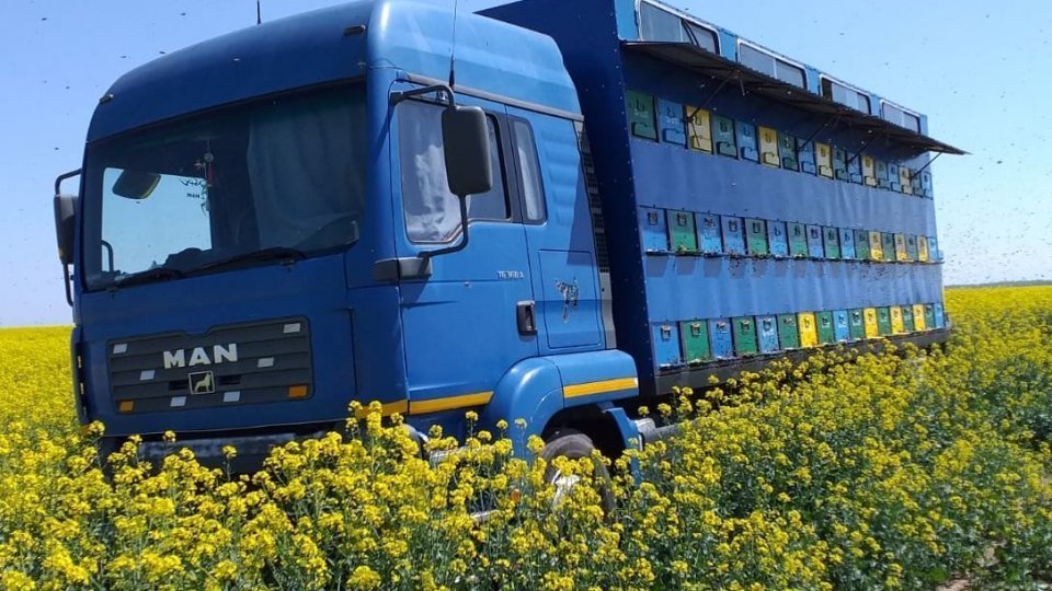 Aproape 40% din familiile de albine din România au fost pierdute în iarna trecută și în primăvară