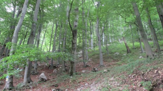 Cetățean ucrainean, găsit în stare gravă în Munții Maramureșului