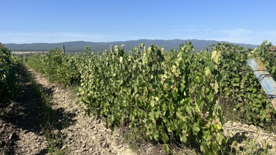 Furturi de struguri din viile din Vrancea