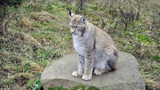 Un râs rar, surprins în Parcul Național Defileul Jiului