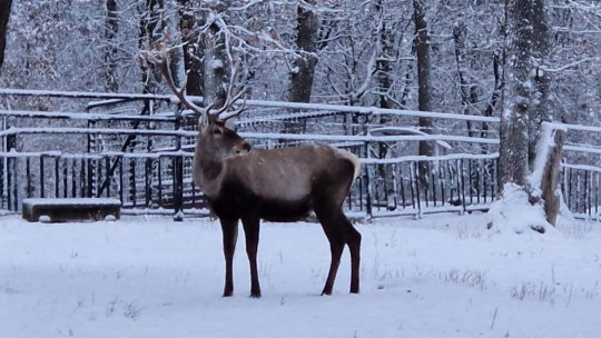Zoo Târgu Mureș: Apel către vizitatori, după decesul unui cerb carpatin care a înghițit o mănușă