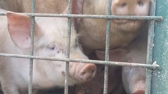 Alertă în județul Mureș din cauza pestei porcine africane
