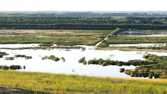 Batogul de sturion este cel mai nou produs românesc recunoscut la nivel european