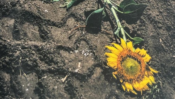 Noutăți editoriale: ”La vie à la lisière”