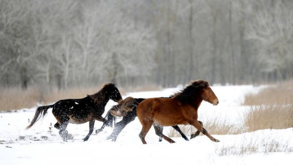 Autoritățile au hrănit caii sălbatici din zona Grindului Letea