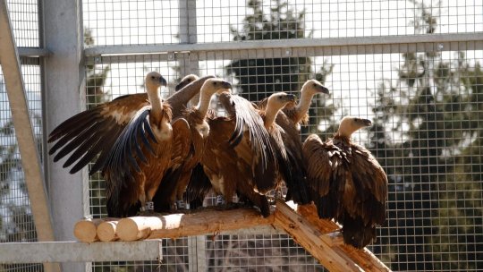 După mai bine de 70 de ani de la dispariție, vulturii ar putea reveni pe cerul României