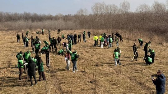 Diana Buzoianu: Vor fi plantați cu prioritate arbori rezistenți la caniculă și secetă