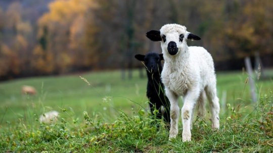 Carnea de miel va fi mai scumpă anul acesta, din cauza creşterii costurilor de producţie