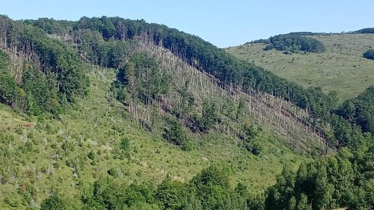 Romsilva a început regenerarea a peste 7.000 de hectare de pădure