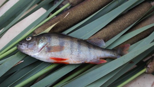 Prohibiție la șalău și biban în Delta Dunării