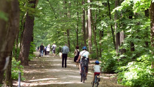 Pădurea Băneasa ar putea ieși de sub administrarea Romsilva