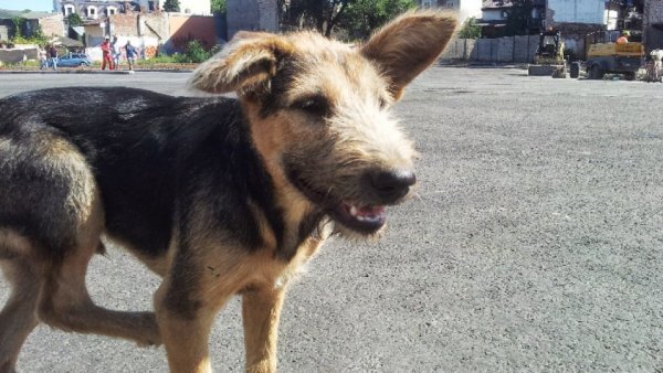 Caz de rabie confirmat la un câine din Oglinzi, jud. Neamț