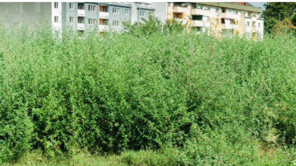 Sezonul alergiilor la polen, în special la ambrozie, începe din această lună