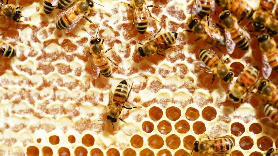 Marian Pătrașcu: Pesticidele amenință apicultura românească