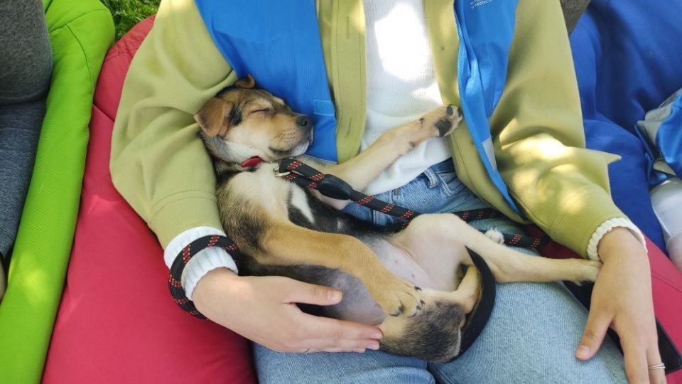 Completarea Legii privind protecţia animalelor