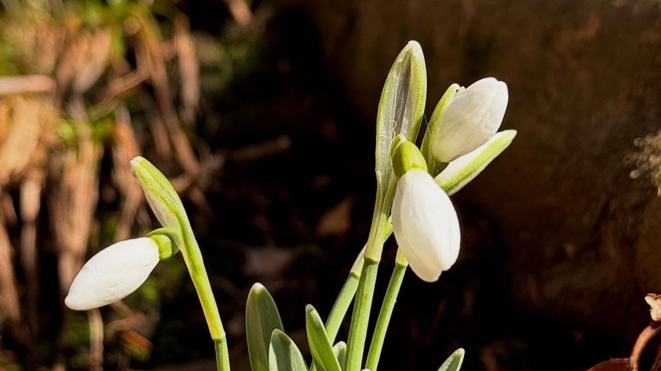 Mesajul președintelui Nicușor Dan cu prilejul zilei de 8 martie