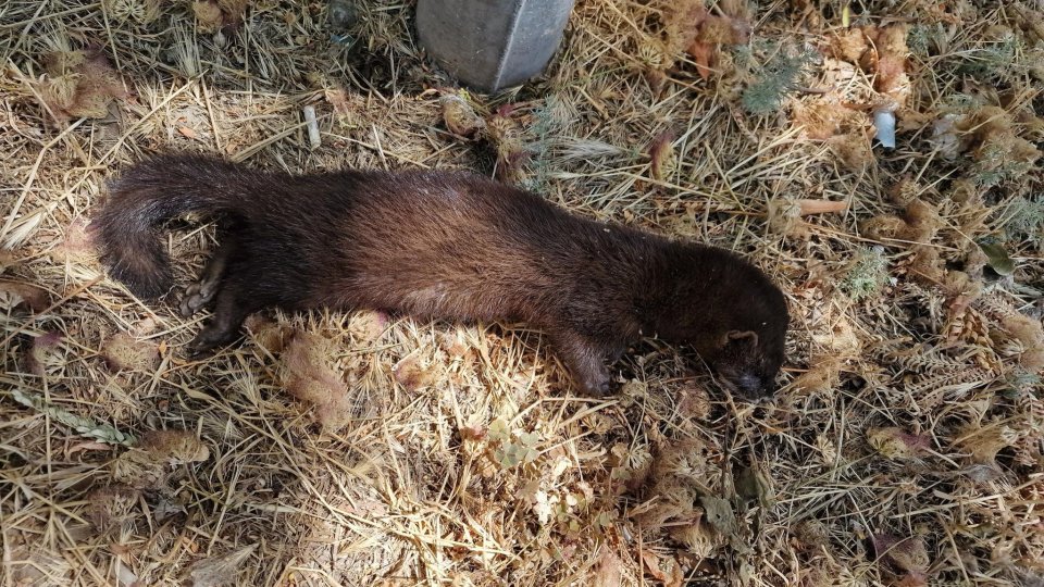 Un animal extrem de rar găsit mort pe o stradă din Tulcea