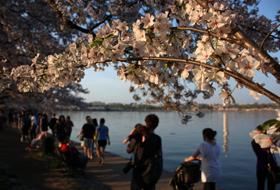 Pe malul r&acirc;ului Potomac, pe sub cireșii &icirc;nfloriți