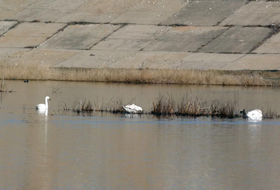 Lacul Văcăreşti, ar putea deveni rezervaţie naturală.