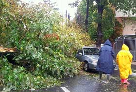 Copac prăbuşit pe carosabil &icirc;n Bucureşti.