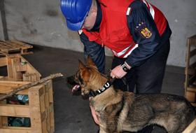 C&acirc;inele Bebe, &icirc;n tabăra de antrenament canin.