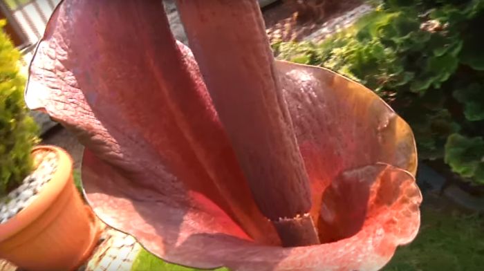 Amorphophallus rivieri.