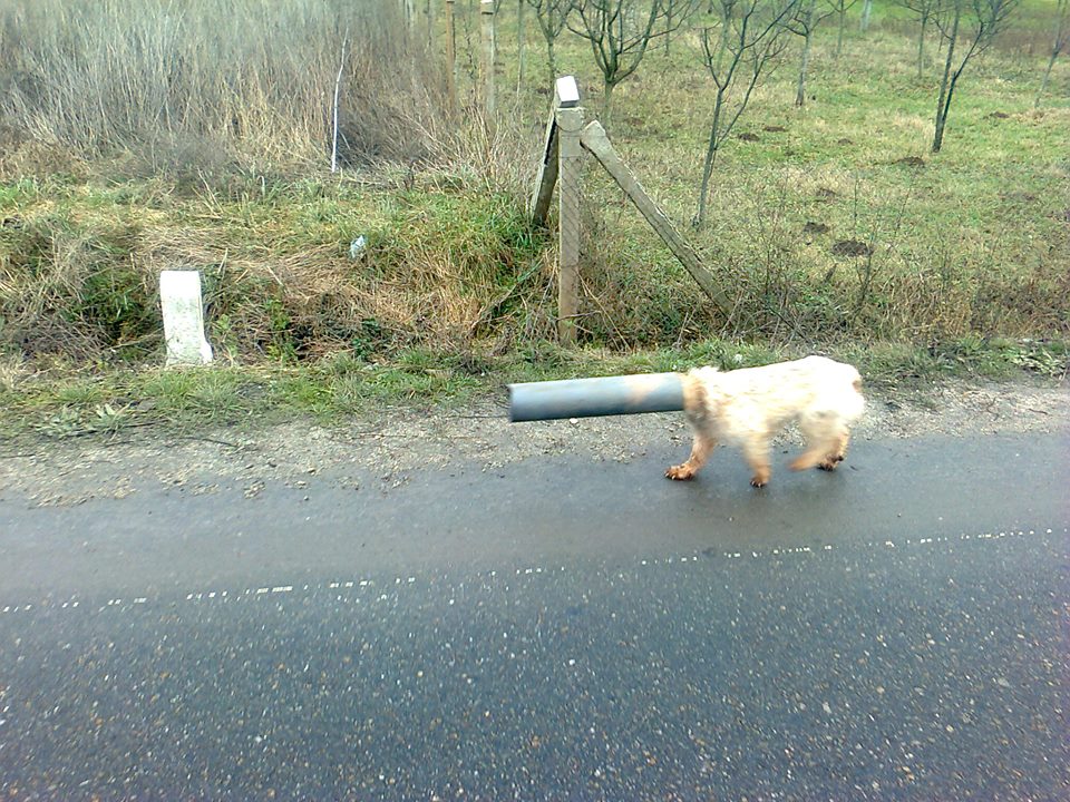 C&acirc;ine din Sălaj prins &icirc;n tubul de PVC.